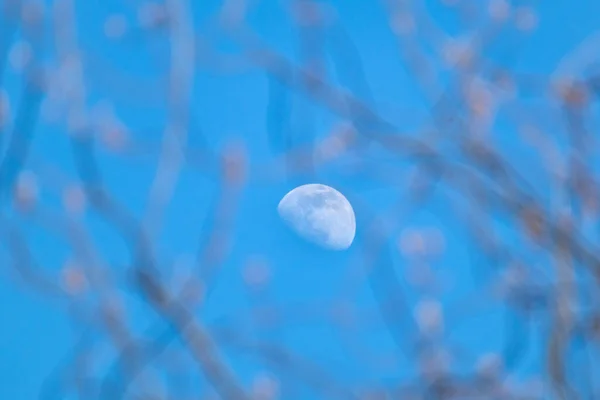 白月在半日的阳光下 在蓝天的特写下 透过模糊的枝条凝视 白天生长的月亮升起望远镜详细放大视图 — 图库照片