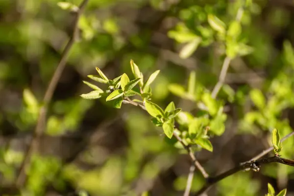 Junges Frühjahr Leuchtend Grüne Blätter Sträuchern Makro Mit Verschwommenem Hintergrund — Stockfoto