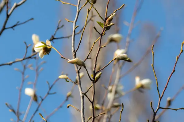 Bílá Magnólie Rozkvétá Květy Zblízka Jasně Modré Obloze Romantický Jaro — Stock fotografie