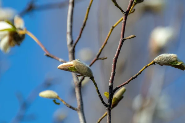Beyaz Manolya Tomurcukları Açık Mavi Gökyüzünde Çiçek Açar Romantik Bahar — Stok fotoğraf
