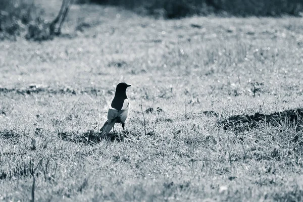 Euroasijská Straka Odchází Travnatou Zem Single Monochrom Pica Pica Bird — Stock fotografie