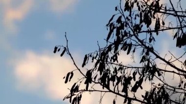 Gün batımında kara ağaç silueti bulutlu dramatik gökyüzünde. Koyu kontrast doğal mistik arkaplan