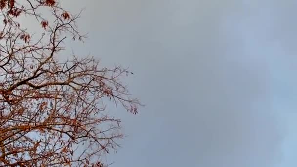 日没曇り劇的な空に黒い木のシルエット ダークコントラスト 自然神秘的な背景 — ストック動画