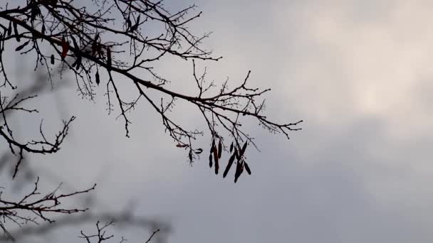 Sílhueta Árvore Preta Céu Dramático Nublado Por Sol Contraste Escuro — Vídeo de Stock