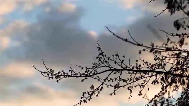 Silueta Árbol Negro Cielo Dramático Nublado Atardecer Fondo Místico Natural — Vídeos de Stock