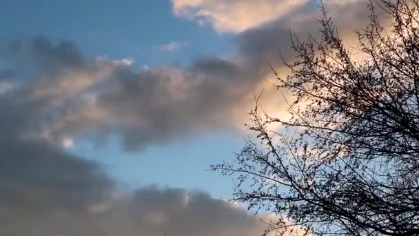 Gün Batımında Kara Ağaç Silueti Bulutlu Dramatik Gökyüzünde Koyu Kontrast — Stok video