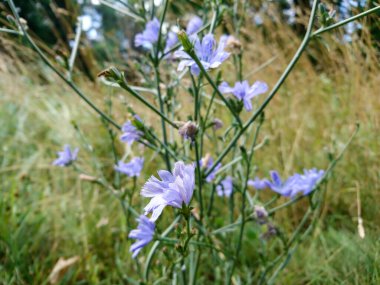 Mavi hindiba çiçekleri vahşi doğa makro çiçekleri doğal arka plan