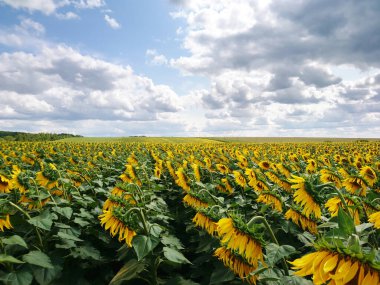 Güneşli tarım tarlası sarı yaz ayçiçeği manzarası. Parlak sarı yeşil renkler, tarım yağı çiçek açıyor.