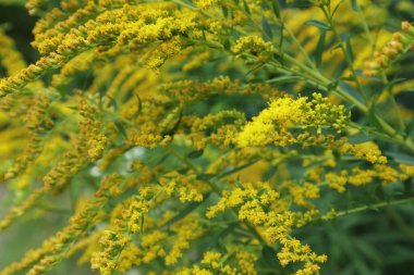 Küçük sarı çiçekler sonbahar renkleri çimen makroyu kapatır parlak renk arkaplanı açar