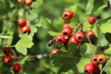 Yeşil yapraklı kızıl dikenli üzümler. Doğa bahçesi. Parlak, güneşli, sağlıklı yiyecekler.
