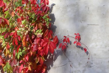 Beton duvarda kırmızı üzümlü sonbahar yaprakları. Arka planda güneşli ışık ve gölge. Beyaz alan yakın plan sonbahar görüntüsü.