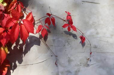 Beton duvarda kırmızı üzümlü sonbahar yaprakları. Arka planda güneşli ışık ve gölge. Beyaz alan yakın plan sonbahar görüntüsü.