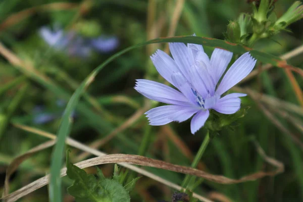Cikória Kék Szép Virág Makró Közelkép Sötét Kontraszt Zöld Elmosódott — Stock Fotó