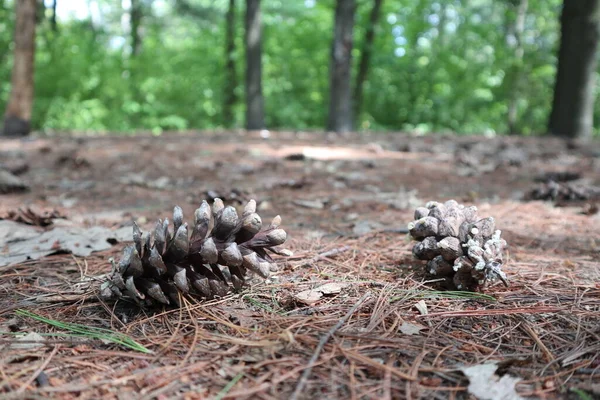 Tannenzapfenbaum Aus Nächster Nähe Auf Dem Boden Mit Tannennadeln Der — Stockfoto