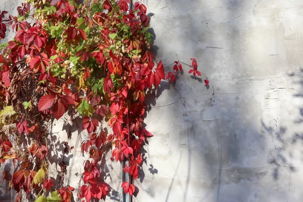 Rote Trauben Herbst Blätter Auf Betonwand Hintergrund Sonniges Licht Und — Stockfoto