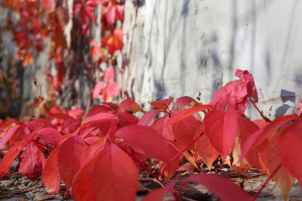 Rote Trauben Herbst Blätter Auf Betonwand Hintergrund Sonniges Licht Und — Stockfoto