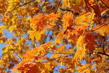 Sonbahar parlak sarı portakal ağacı yaprakları mavi gökyüzü altın saat doğa mevsimi