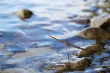Küçük su böceği makro böcek fotoğrafı vahşi doğada büyük göl üzerinde