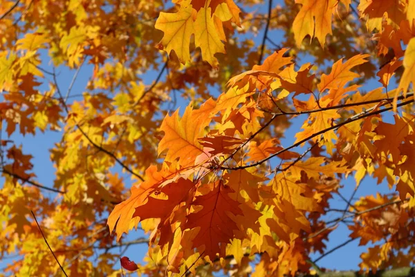 Autumn Bright Yellow Orange Oak Tree Leaves Blue Sky Gold Stock Picture