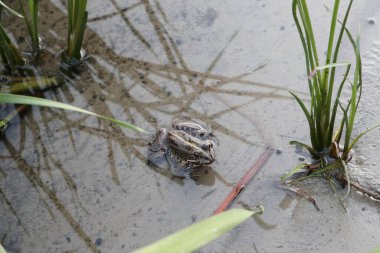 Nehir kıyısında oturan kurbağa yakın plan vahşi biyoloji doğa fotoğrafı.