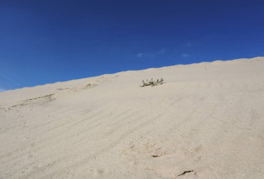 Kum tepecikleri yakın çekim makro doğa. Beyaz ve sarı kum doğal arkaplan. Mavi gökyüzü, sarı kum ve çöl bitkisi..