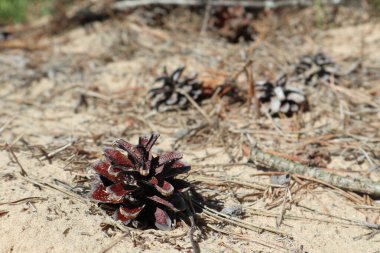 Kumun üzerinde çam ağacı konisi iğnelerle yakın plan doğa güneşli makro