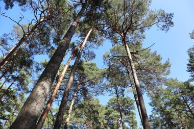 Çam ağaçlarının tepesi. Ormanda mavi gökyüzü, her zaman yeşil doğa güzel bir arka plan, güneşli bir gün.