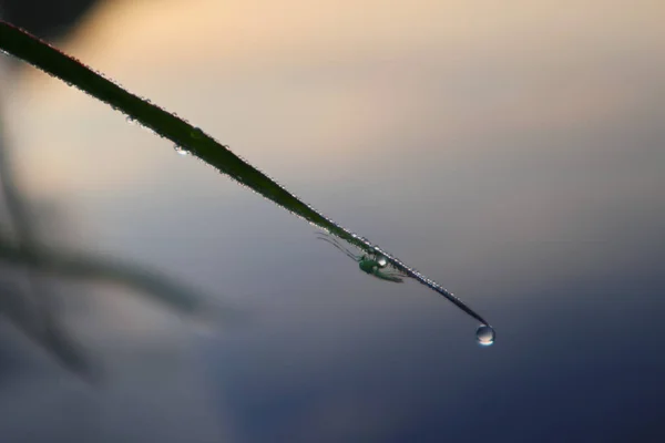 Erba Gocce Acqua Mattina Purezza Close Alba Natura Vita Pura — Foto Stock