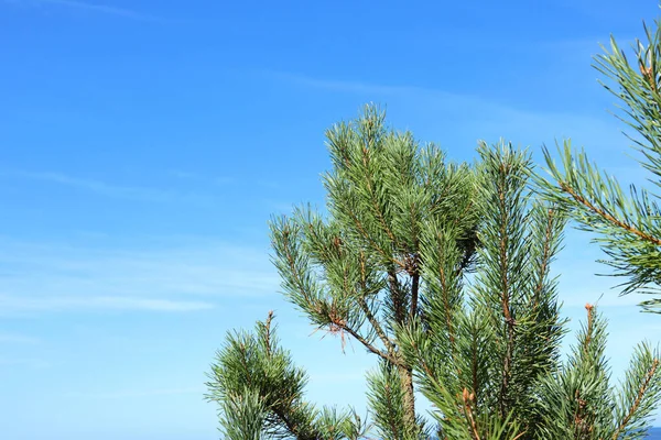 Szczyt Drewna Sosnowego Widok Lesie Błękitnym Niebem Evergreen Natura Piękne — Zdjęcie stockowe