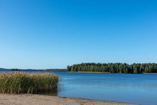 湖の美しい北欧の夏の風景によって海岸沿いの葦の緑の草 — ストック写真