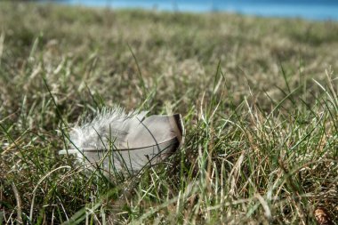 Deniz martı kuşu tüyü çimlerin üzerinde, göl kenarında güneşli gün makrosu yakın.