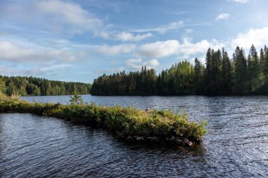 Bitiş nehrinde güneşli bir sabah. Yeşil çimenler ve parlak mavi sulara sahip çam ağaçları vahşi kuzey doğa manzarası. Canlı renkler ve güzel bir sahne.