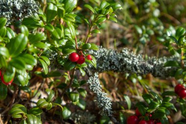 Kırmızı, sulu yaban mersini ya da böğürtlen, yeşil yapraklı yaban mersini. Finlandiya ormanlarında güneşli bir gün
