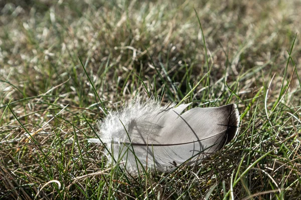 Möwenvogelfeder Auf Gras Der Nähe Des Sees Heller Sonniger Tag — Stockfoto