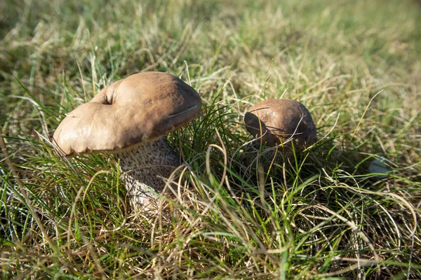 Ehető Gomba Fűben Napos Közelről Finnországban Elmosódott Háttér — Stock Fotó