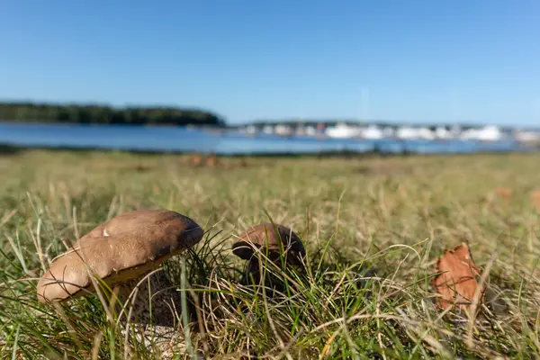 Ehető Gomba Fűben Napos Közelről Finnországban Elmosódott Háttér — Stock Fotó