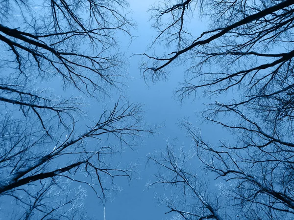 Winter Bos Zoek Naar Bomen Toppen Met Heldere Blauwe Lucht — Stockfoto