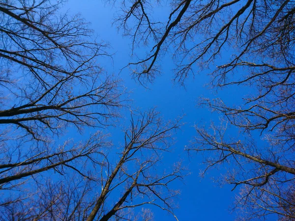Зимний Лес Смотрит Верхушки Деревьев Ярко Голубым Небом Яркий Цвет — стоковое фото