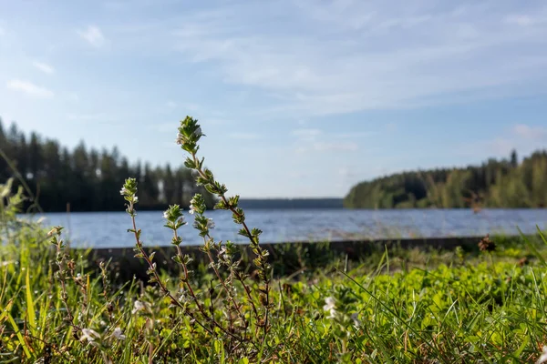 Brillante Verde Soleado Hierba Amarilla Primer Plano Con Piedras Agua —  Fotos de Stock