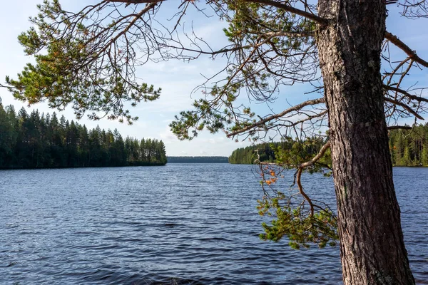 Zonnige Ochtend Aan Finish Rivier Groene Pijnbomen Met Helder Blauw — Stockfoto