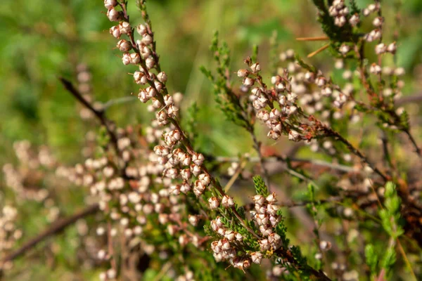 Małe Dzikie Beżowe Kwiaty Gałąź Zieloną Trawą Makro Zbliżenie Lesie — Zdjęcie stockowe