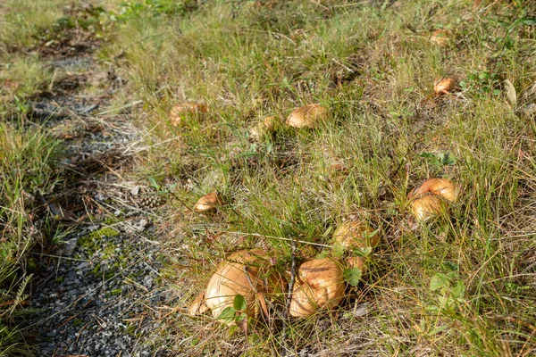 Große Funghi Steinpilze Leckere Essbare Weiße Pilze Wildem Naturwald Nahrungsmittel — Stockfoto