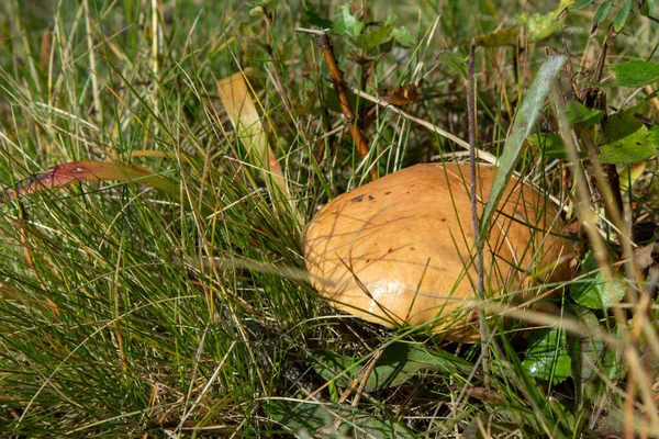 Big Funghi Porcini Jammy Ehető Fehér Gomba Vadon Termő Erdőben — Stock Fotó