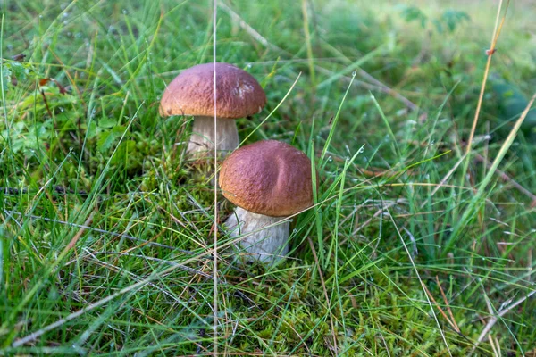 Big Funghi Porcini Jammy Ehető Fehér Gomba Vadon Termő Erdőben — Stock Fotó