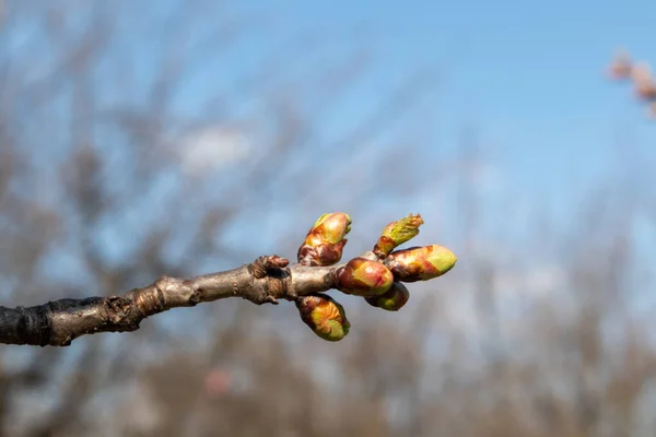 Jarní Malé Zelené Listy Třešňové Pupeny Zahradní Strom Větev Makro — Stock fotografie