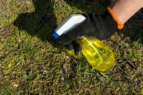 Gardener hand in glove spray from plastic yellow bottle sprinkler on green grass. Spring garden working on fresh air.