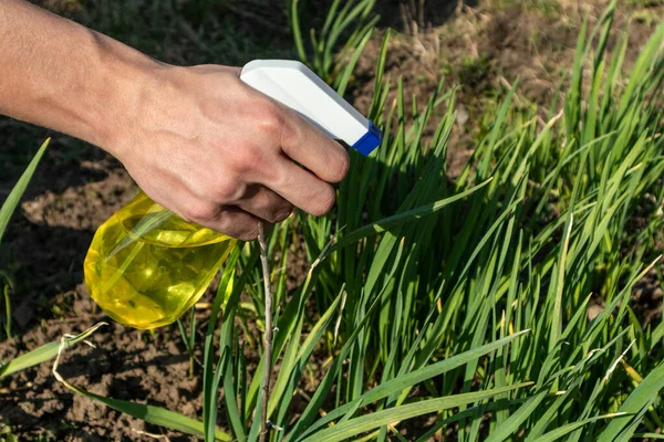 Gardener hand spray from plastic yellow bottle sprinkler on green garlic grass. Spring sunny garden working on fresh air.