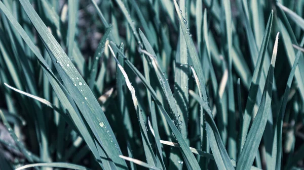 Green fresh spring garlic grass grow in garden. Macro wet droplet lawn color graded background