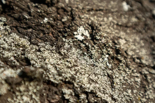 老的白色苔藓树型深色树皮宏观 背景纹理模糊 — 图库照片