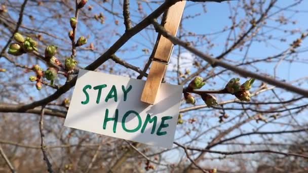 Sunny Spring Tree Blue Sky Arka Planında Yeşil Çiçekli Landry — Stok video